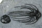 Rare, Spiny Heliopeltis Trilobite - Top Quality Example #368567-1